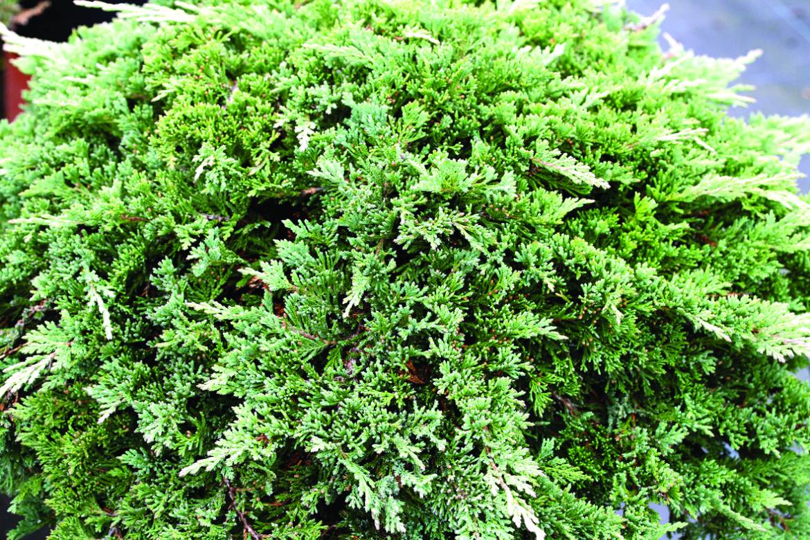 Juniperus-horizontalis-Prince-of-Wales_002.jpg