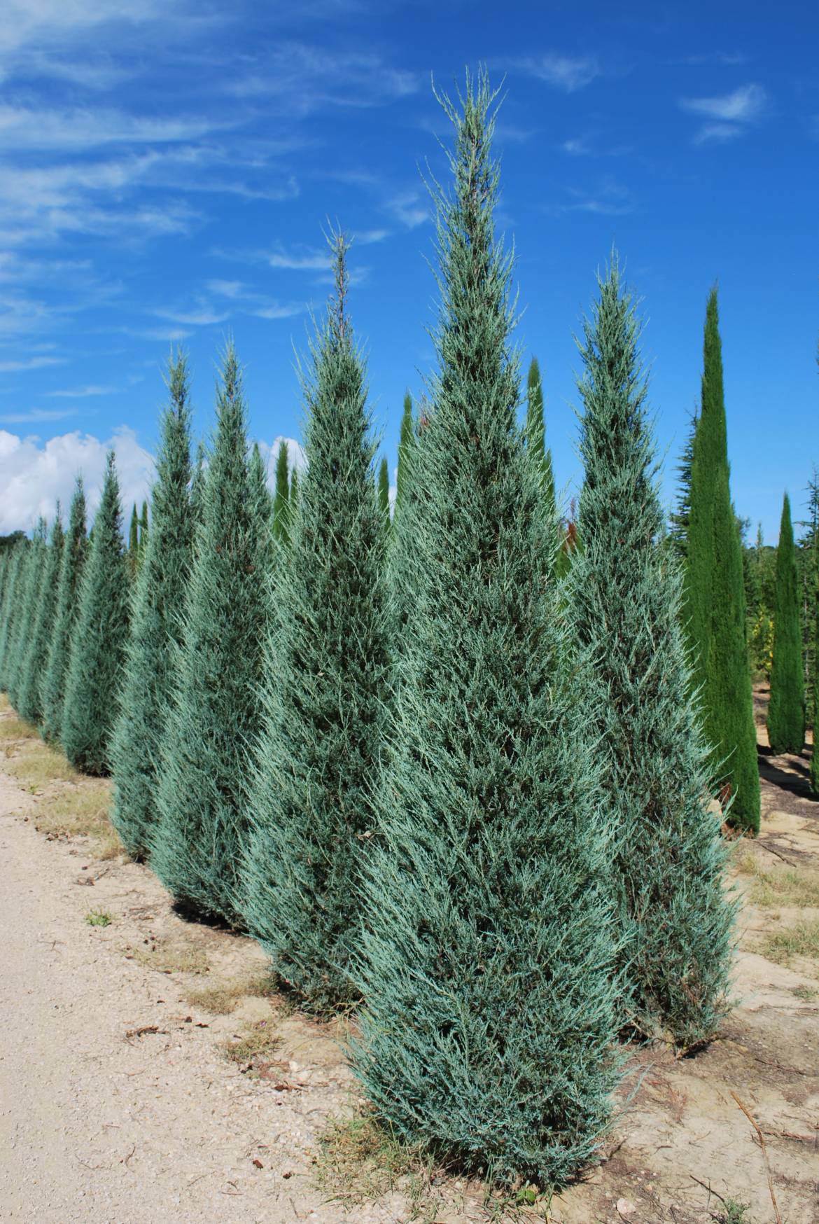 juniperus skyrocket