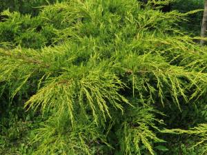 juniperus