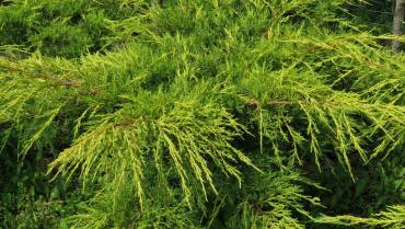 JUNIPERUS – Parte 1