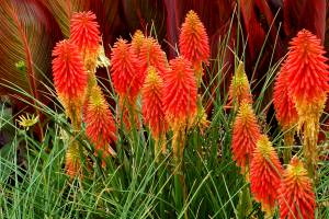 kniphofia