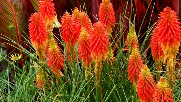 KNIPHOFIA