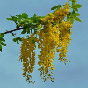 laburnum