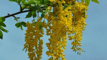 LABURNUM