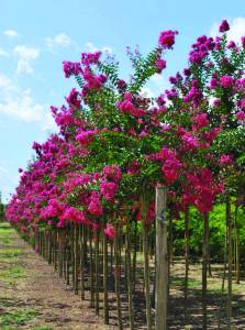 lagerstroemia