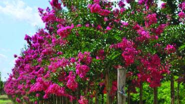 LAGERSTROEMIA