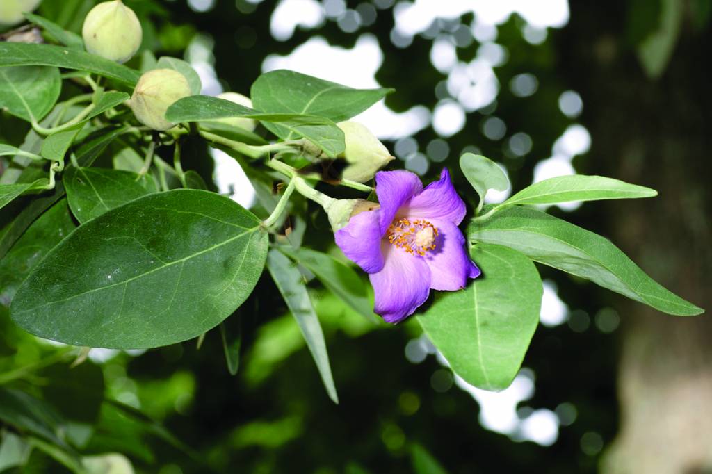 LAGUNARIA Catalogo Margheriti