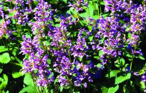 lamium