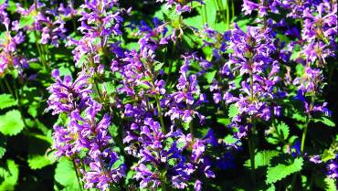 LAMIUM