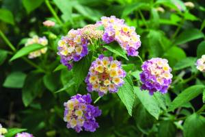 lantana