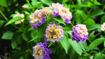 LANTANA