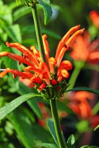 leonotis