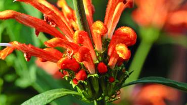 LEONOTIS