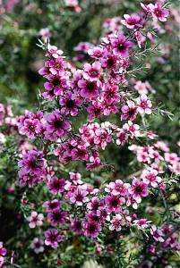 leptospermum