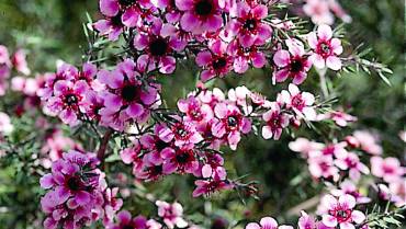 LEPTOSPERMUM