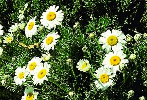 leucanthemum