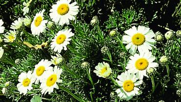 LEUCANTHEMUM