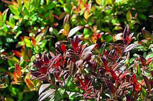 leucothoe