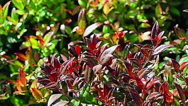 LEUCOTHOE