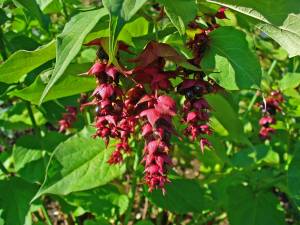 leycesteria