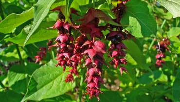 LEYCESTERIA