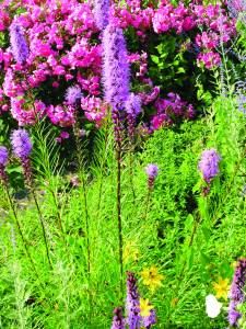 liatris