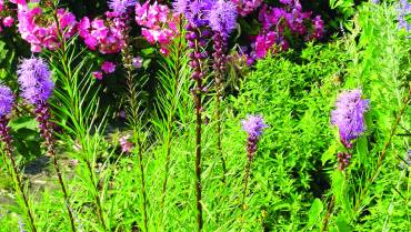 LIATRIS