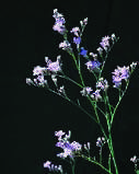 LIMONIUM