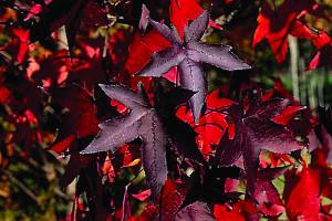 liquidambar