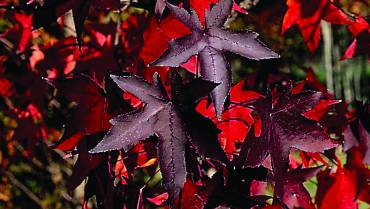 LIQUIDAMBAR