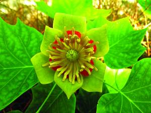 liriodendron