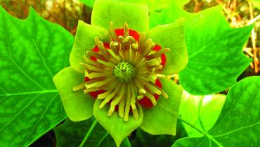 LIRIODENDRON