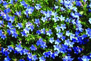 lithodora