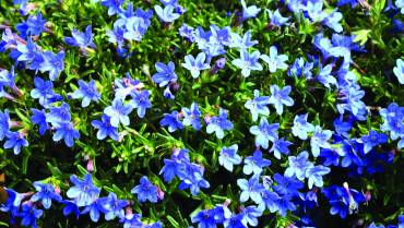 LITHODORA