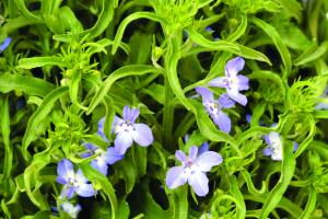 lobelia