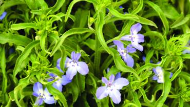 LOBELIA