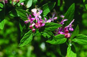 lonicera