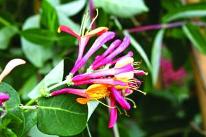 lonicera