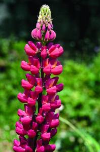 lupinus