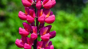 LUPINUS