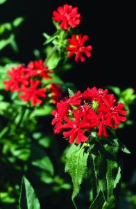 lychnis