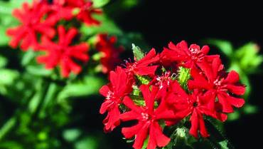 LYCHNIS