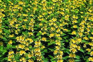 Lysimachia