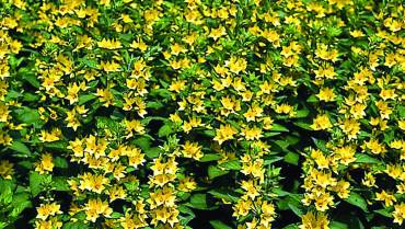 LYSIMACHIA