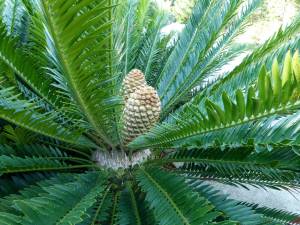 macrozamia