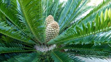 MACROZAMIA