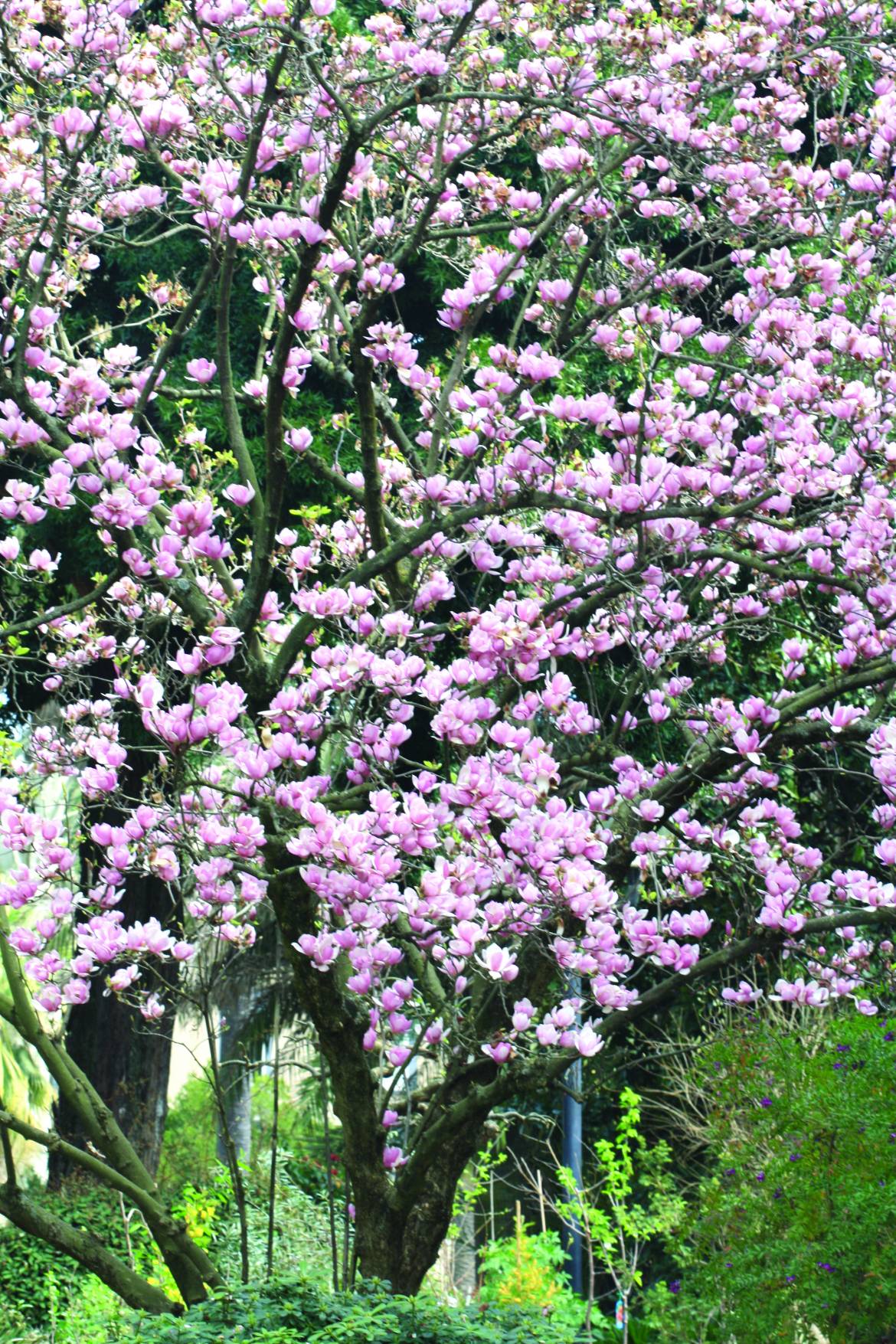 Magnolia-x-soulangeana.jpg