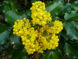 mahonia-x-mahoberberis