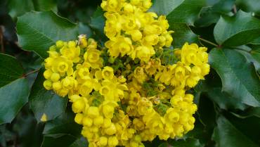 MAHONIA – X MAHOBERBERIS