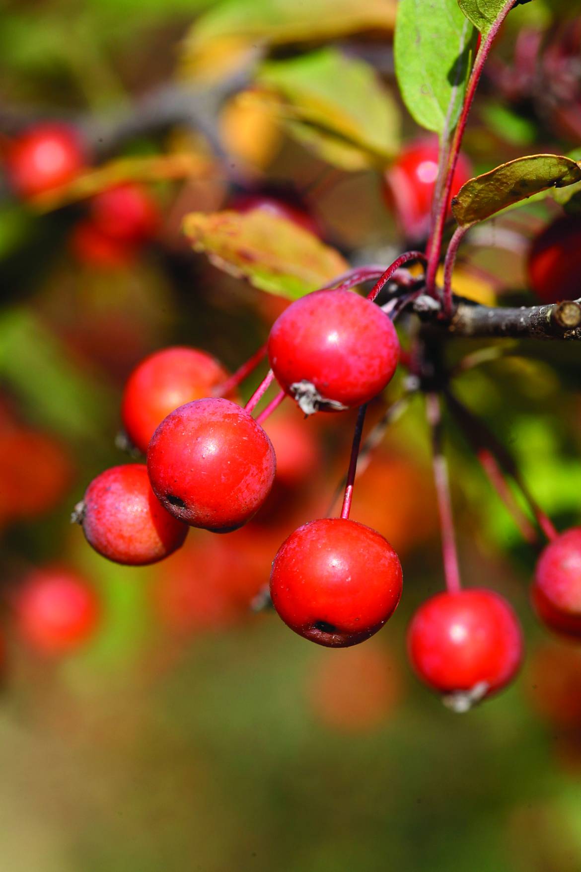 Malus-Evereste-007.jpg